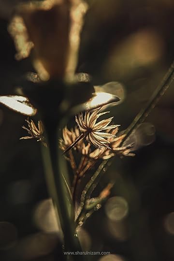 10 Gambar Macro Photography Di Halaman Rumah (Lensbong Nikon 35 mm & Samsung A52)
