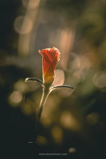 10 Gambar Macro Photography Di Halaman Rumah (Lensbong Nikon 35 mm & Samsung A52)