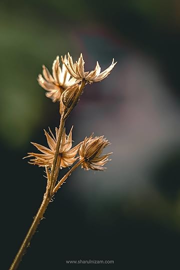 10 Gambar Macro Photography Di Halaman Rumah (Lensbong Nikon 35 mm & Samsung A52)