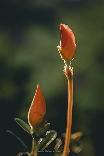 10 Gambar Macro Photography Di Halaman Rumah (Lensbong Nikon 35 mm & Samsung A52)