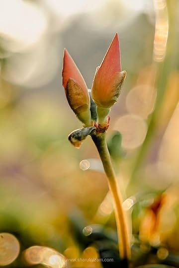 10 Gambar Macro Photography Di Halaman Rumah (Lensbong Nikon 35 mm & Samsung A52)