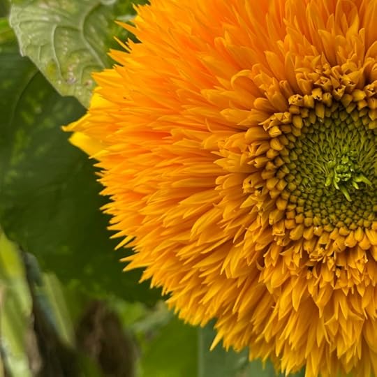 teddy-bear-sunflower-closeup