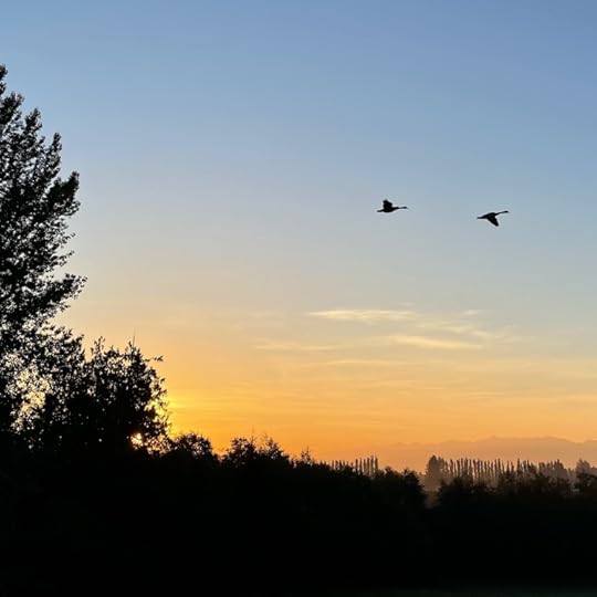 two-geese-fly-at-sunrise, sugar-birds-book, nature-photography
