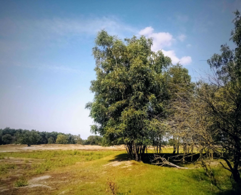 Rondje Laarder Wasmeer