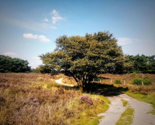 Rondje Laarder Wasmeer