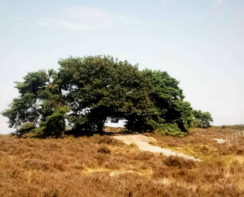 Rondje Laarder Wasmeer