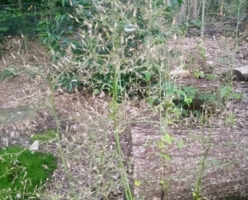 Watermuur