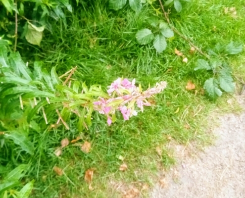 Zondagmiddag Wandeling in de Regen