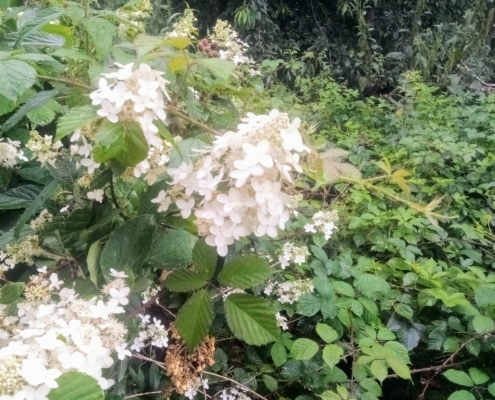 Zondagmiddag Wandeling in de Regen