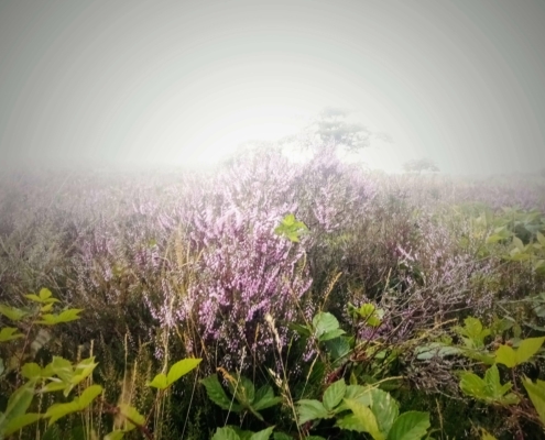 Zondagmiddag Wandeling in de Regen