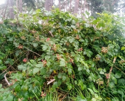Zondagmiddag Wandeling in de Regen