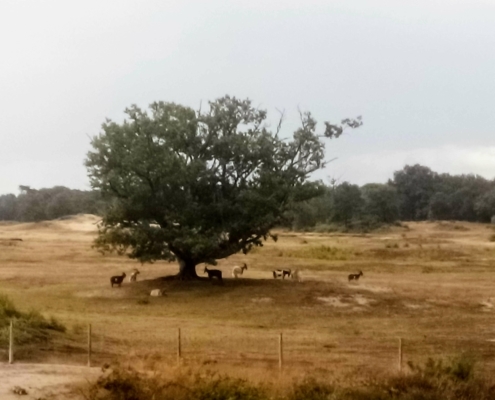 Zondagmiddag Wandeling in de Regen