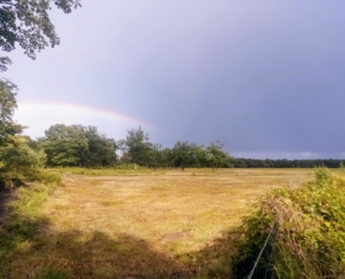 Zondagmiddag Wandeling in de Regen