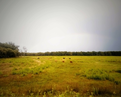 Zondagmiddag Wandeling in de Regen