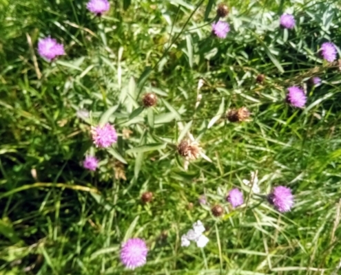 Maandagmiddag Wandeling