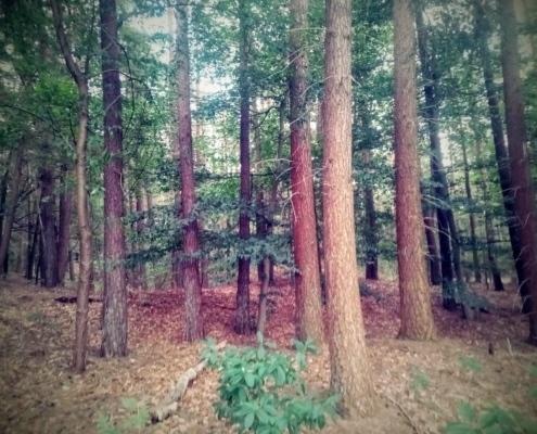 Maandagmiddag Wandeling