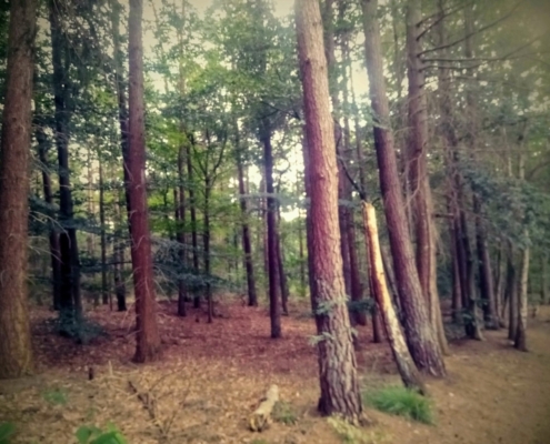 Maandagmiddag Wandeling