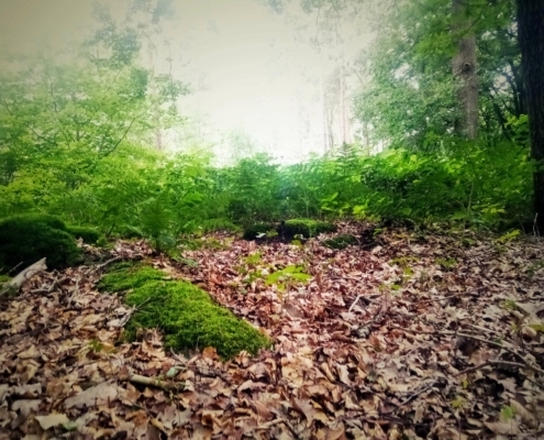 Maandagmiddag Wandeling