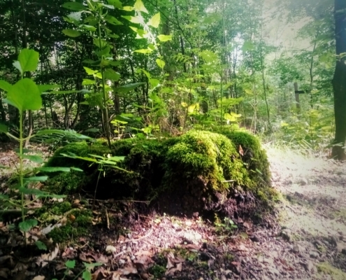 Maandagmiddag Wandeling