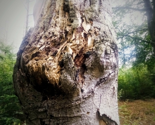 Maandagmiddag Wandeling