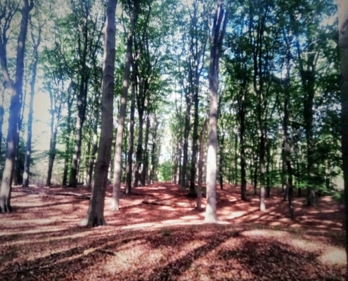 Maandagmiddag Wandeling