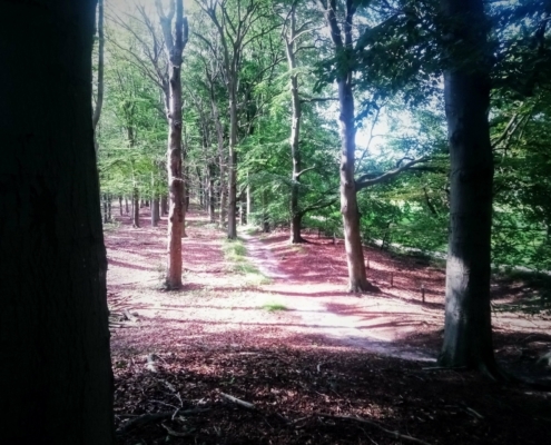 Maandagmiddag Wandeling
