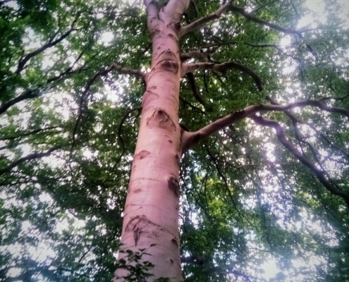 Maandagmiddag Wandeling