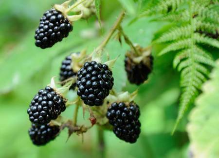 blackberries
