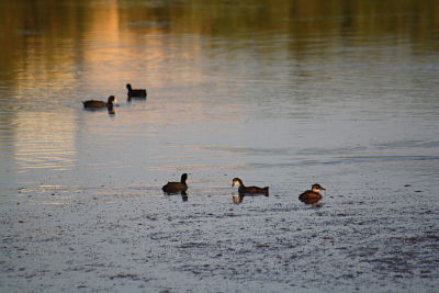 Patos en una charca en Vera. 