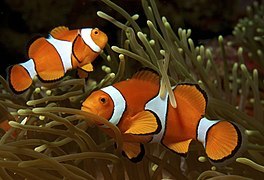 File:Amphiprion ocellaris (Clown anemonefish) by Nick Hobgood.jpg