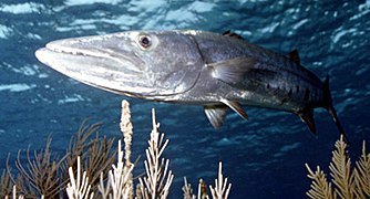 File:Barracuda(kok).jpg