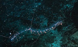 File:Siphonophore (8482692352).jpg