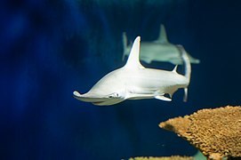 File:Bonnethead new orleans.jpg