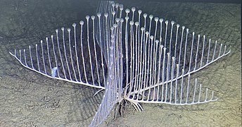 File:Chondrocladia lyra.jpg