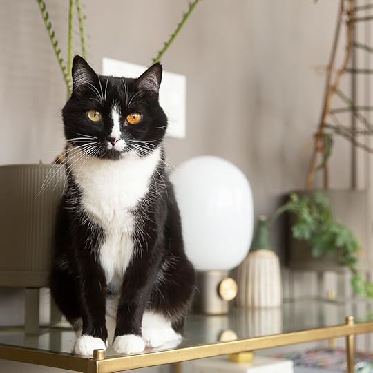 10 Cat Breeds With Black and White Coloring