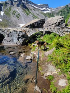 Zoe cools off in the lake