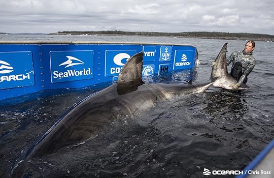 Shark-handling-more-sharks-credit-OCEARCH-Chris-Ross