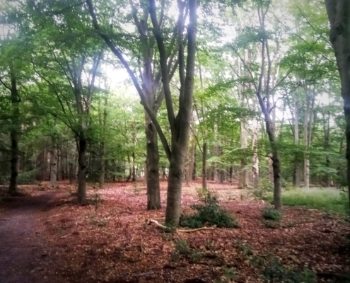 Zondagmiddag wandeling