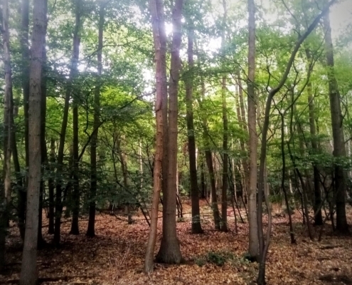 Zondagmiddag wandeling