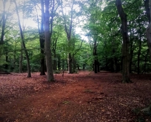 Zondagmiddag wandeling