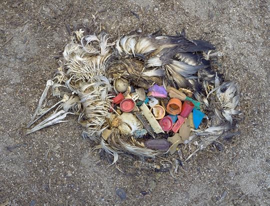 Pulcino di Albatross con lo stomaco pieno di plastica. (C) Chris Jordan. Fonte: https://www.honolulumagazine.com/how-albatrosses-taught-photographer-chris-jordan-how-to-grieve/