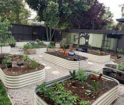 multiple vego garden beds in a backyard garden