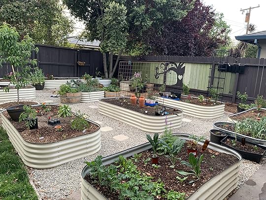 multiple vego garden beds in a backyard garden