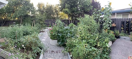 multiple vego garden beds in a backyard garden