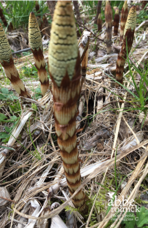 Horsetails