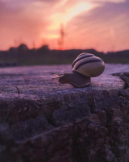 snail navigating a rock while the sun sets in the distance