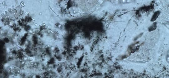 Filamentous Microfossils