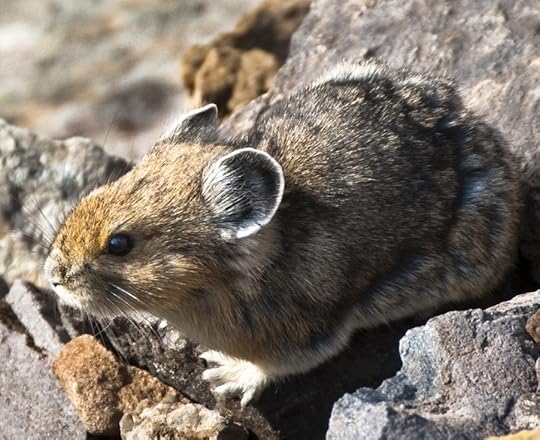 Pika - Adventure story