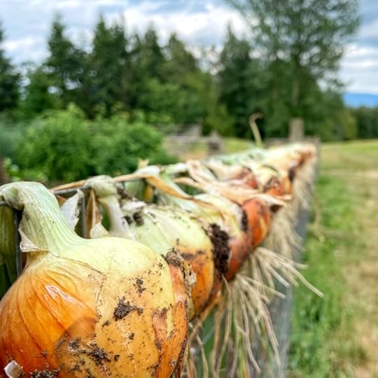 drying-onions-on-wire-fence