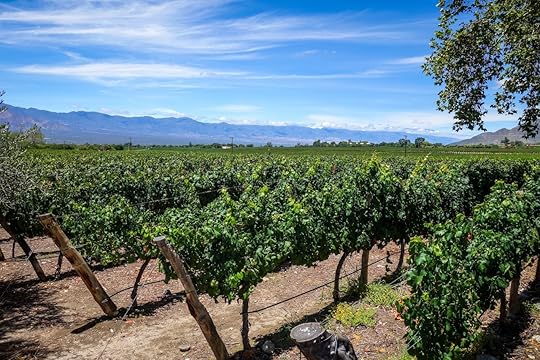 Vine,Field,Landscape,In,Cafayate,,Salta,,Argentina